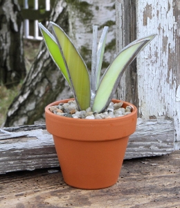 Witraż - Sukulent w doniczce