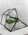 Terrarium_05c.jpg