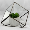 Terrarium_07c.jpg